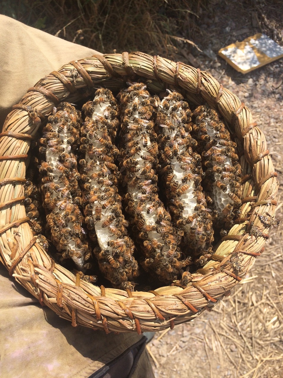 Skep with honeycombs and bees
